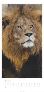 Big Cats Kalender 2022
