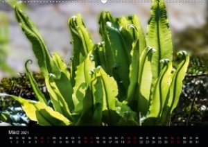 Farne - Filigrane Schönheiten (Wandkalender 2021 DIN A2 quer)