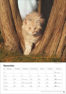 Katzen Kalender 2026