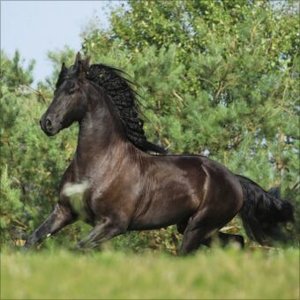 Horses 2025