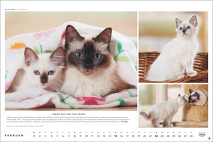 Whiskas Katzenkalender 2026