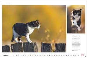Whiskas Katzenkalender 2025
