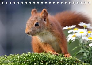 Eichhörnchen Momentaufnahmen fürs Herz (Tischkalender 2023 DIN A5 quer)