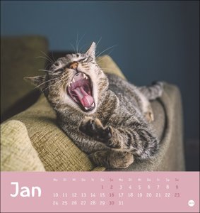 Tierisch entspannte Katzen Postkartenkalender 2022