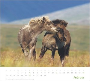 Pferde Bildkalender 2024. Tierkalender für Pferdefreunde. Kalender mit spektakulären Fotos edler Pferde. Wand-Kalender 2024.