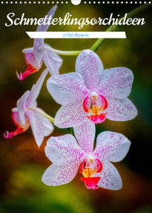 Schmetterlingsorchideen in High Dynamic (Wandkalender 2023 DIN A3 hoch)