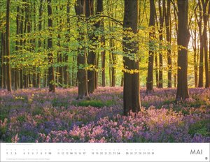 Schönheit des Waldes Posterkalender 2026