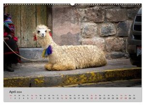 Unter Lamas und Alpakas (hochwertiger Premium Wandkalender 2024 DIN A2 quer), Kunstdruck in Hochglanz