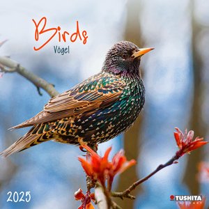 Birds 2025