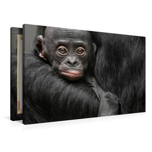 Premium Textil-Leinwand 90 cm x 60 cm quer Bonobo XOLA