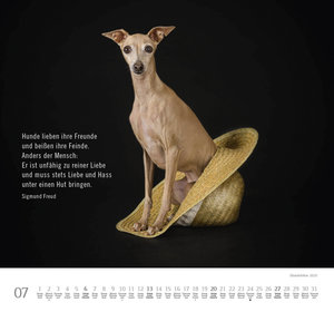 Hundeleben 2025 - DUMONT Wandkalender - mit den wichtigsten Feiertagen - Format 38,0 x 35,5 cm
