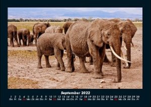 Der Elefantenkalender 2022 Fotokalender DIN A4