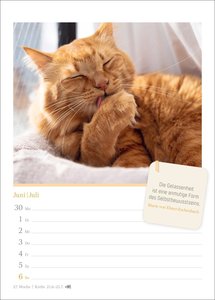 Katzenglück Wochenkalender 2025 - mit Zitaten