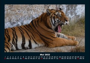 Tiger Kalender 2022 Fotokalender DIN A4