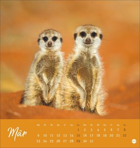 Erdmännchen Postkartenkalender 2026