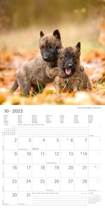 Schäferhunde 2023 - Broschürenkalender 30x30 cm (30x60 geöffnet) - Kalender mit Platz für Notizen - Hunde - Bildkalender - Wandplaner - Hundekalender