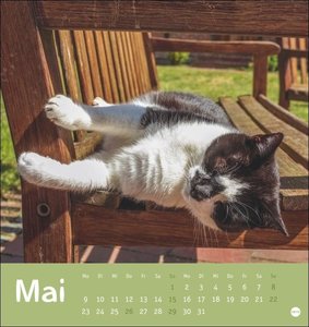 Tierisch entspannte Katzen Postkartenkalender 2022