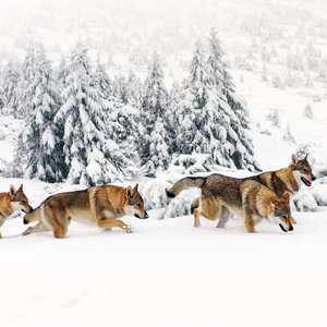 Wolves 2022