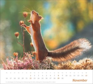 times&more Eichhörnchen Bildkalender 2026