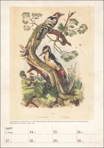 Bunte Vogelwelt Wochenplaner 2023: 53 historische Tafeln mit Vogeldarstellungen in einem hochwertigen Wandkalender. Tierkalender 2023 für kunstbegeisterte Vogelliebhaber.