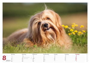 Hunde 2023 Bildkalender A3 quer - Oliver Giel