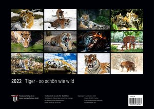 Tiger - so schön wie wild 2022 - Black Edition - Timokrates Kalender, Wandkalender, Bildkalender - DIN A3 (42 x 30 cm)