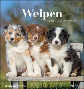 Welpen 2023 - Postkartenkalender 16x17 cm - Puppies - zum Aufstellen oder Aufhängen - Monatskalendarium - Gadget - Mitbringsel - Alpha Edition