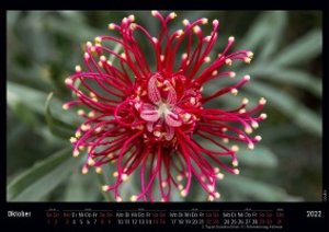 Blumen - Pinselstriche der Natur 2022 - Black Edition - Timokrates Kalender, Wandkalender, Bildkalender - DIN A3 (42 x 30 cm)