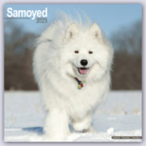 Samoyed - Samojeden 2023 - 16-Monatskalender