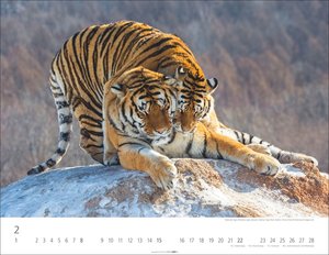 Tiger 2026