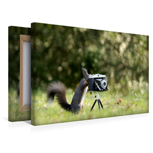Premium Textil-Leinwand 45 cm x 30 cm quer Eichhörnchen entdeckt die Liebe zur Fotografie.