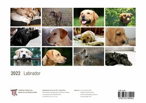 Labrador 2022 - White Edition - Timokrates Kalender, Wandkalender, Bildkalender - DIN A4 (ca. 30 x 21 cm)