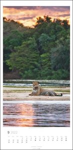 Big Cats Kalender 2022