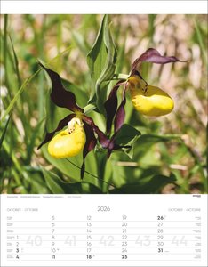 Alpenblumen Kalender 2026