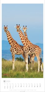 Giraffen Kalender 2026