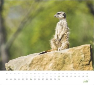 times&more Erdmännchen Bildkalender 2022