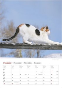 Katzen Kalender 2023. Die beliebten Samtpfoten in einem Wandkalender 2023 zum Eintragen. Dekorativer Kalender mit viel Raum für Termine und Organisatorisches.
