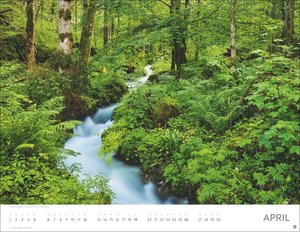 Schönheit des Waldes Posterkalender 2026