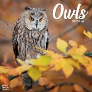 Owls - Eulen 2023 - 16-Monatskalender