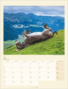 Esel Kalender 2026
