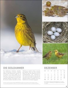 Vögel in unseren Gärten Posterkalender 2022