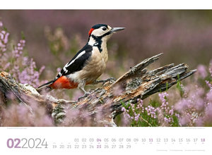 Unsere Vogelwelt Kalender 2024