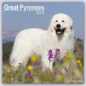 Great Pyrenees - Pyrenäenhunde 2024 - 16-Monatskalender