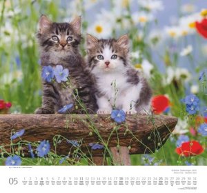 Geliebte Stubentiger 2025 - DUMONT Wandkalender - mit den wichtigsten Feiertagen - Format 38,0 x 35,5 cm