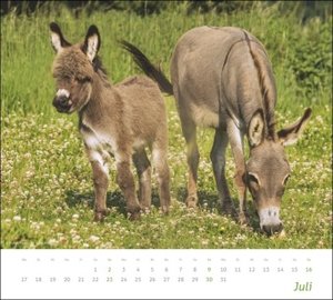 Landleben Bildkalender 2023. Idyllische Naturaufnahmen in einem Wandkalender 2023 Großformat. Kalender mit hochwertigen Fotos ländlicher Stillleben.