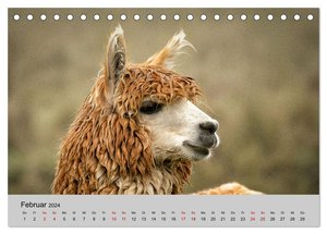 Unter Lamas und Alpakas (Tischkalender 2024 DIN A5 quer), CALVENDO Monatskalender