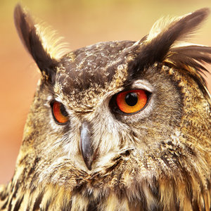 Magic Owls 2024
