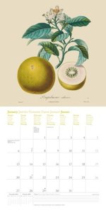 Fruits 2025 - Broschürenkalender - mit historischen Abbildungen alter Obstsorten von Pierre Antoine Poiteau - Format 30 x 30 cm