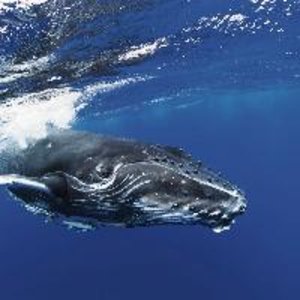 Wale und Delfine 2022