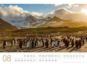 Pinguine Kalender 2024